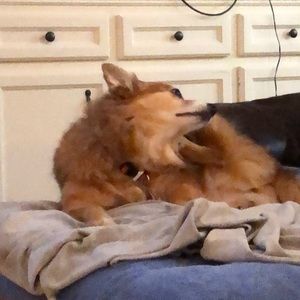 Meet your Posher, Trisha